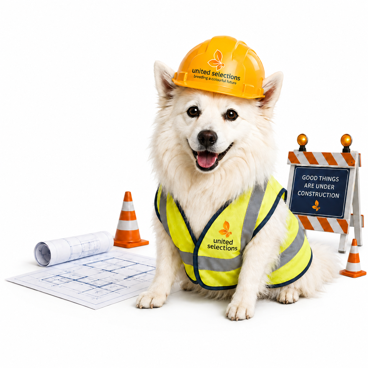 A cheerful white dog in a United Selections hard hat and safety vest, with building plans and construction cones.